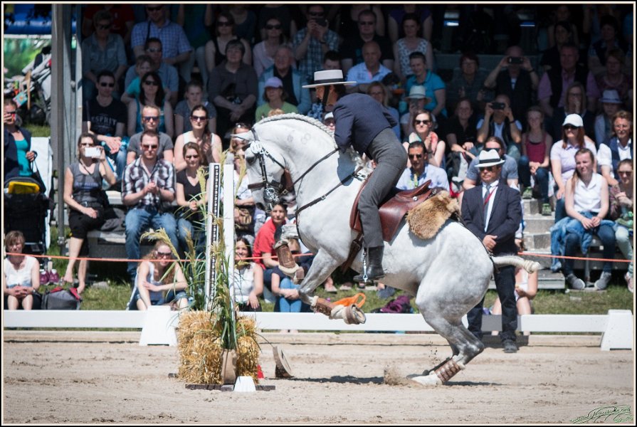 Pferd International 100